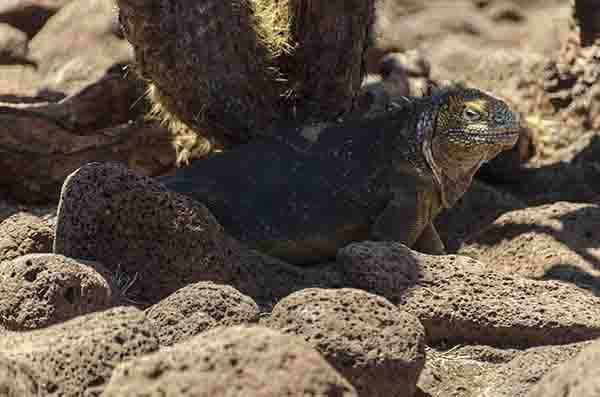Iguana terrestre de Galápagos - isla Seymour Norte - islas Galápagos - Ecuador 11.jpg